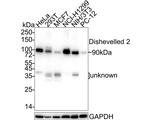 DVL2 Antibody in Western Blot (WB)
