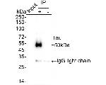 Tau Antibody in Immunoprecipitation (IP)