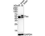 Tau Antibody in Western Blot (WB)