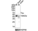 Tau Antibody in Western Blot (WB)