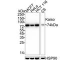 Kaiso Antibody in Western Blot (WB)