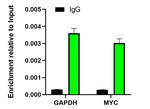 FBXL10 Antibody in ChIP Assay (ChIP)