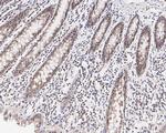 FBXL10 Antibody in Immunohistochemistry (Paraffin) (IHC (P))