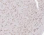 FBXL10 Antibody in Immunohistochemistry (Paraffin) (IHC (P))