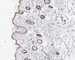 FBXL10 Antibody in Immunohistochemistry (Paraffin) (IHC (P))