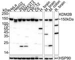 FBXL10 Antibody in Western Blot (WB)
