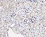 K-cadherin Antibody in Immunohistochemistry (Paraffin) (IHC (P))