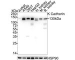 K-cadherin Antibody in Western Blot (WB)