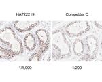 NSUN2 Antibody in Immunohistochemistry (Paraffin) (IHC (P))