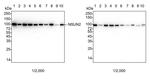 NSUN2 Antibody in Western Blot (WB)
