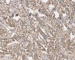 KIAA0100 Antibody in Immunohistochemistry (Paraffin) (IHC (P))