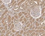 KIAA0100 Antibody in Immunohistochemistry (Paraffin) (IHC (P))