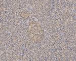 KIAA0100 Antibody in Immunohistochemistry (Paraffin) (IHC (P))