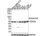KIAA0100 Antibody in Western Blot (WB)