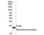 S-peptide Epitope Tag Antibody in Western Blot (WB)