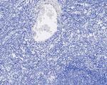 Digoxigenin Antibody in Immunohistochemistry (Paraffin) (IHC (P))