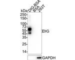 Digoxigenin Antibody in Western Blot (WB)