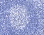 Digoxin Antibody in Immunohistochemistry (Paraffin) (IHC (P))