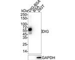 Digoxin Antibody in Western Blot (WB)