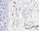 Complement C9 Antibody in Immunohistochemistry (Paraffin) (IHC (P))