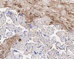 Complement C9 Antibody in Immunohistochemistry (Paraffin) (IHC (P))
