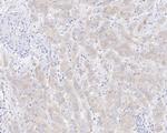 CAD Antibody in Immunohistochemistry (Paraffin) (IHC (P))