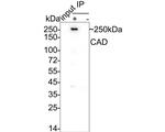 CAD Antibody in Immunoprecipitation (IP)