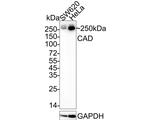 CAD Antibody in Western Blot (WB)