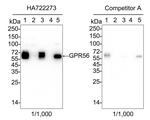 GPR56 Antibody in Western Blot (WB)