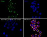 CD68 Antibody in Immunocytochemistry (ICC/IF)