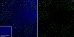 CD68 Antibody in Immunohistochemistry (Frozen) (IHC (F))