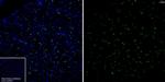 CD68 Antibody in Immunohistochemistry (Frozen) (IHC (F))