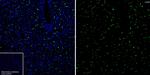 CD68 Antibody in Immunohistochemistry (Frozen) (IHC (F))