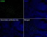 CD68 Antibody in Immunohistochemistry (Paraffin) (IHC (P))