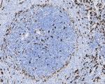 CD68 Antibody in Immunohistochemistry (Paraffin) (IHC (P))