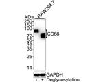 CD68 Antibody in Western Blot (WB)