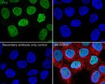 p53 Antibody in Immunocytochemistry (ICC/IF)
