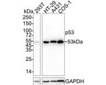 p53 Antibody in Western Blot (WB)