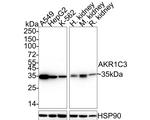 AKR1C3 Antibody in Western Blot (WB)