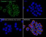 Caspase 1 p10/p12 Antibody in Immunocytochemistry (ICC/IF)