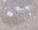 Caspase 1 p10/p12 Antibody in Immunohistochemistry (Paraffin) (IHC (P))