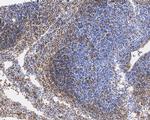 Caspase 1 p10/p12 Antibody in Immunohistochemistry (Paraffin) (IHC (P))