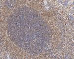 Caspase 1 p10/p12 Antibody in Immunohistochemistry (Paraffin) (IHC (P))
