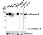 Caspase 1 p10/p12 Antibody in Western Blot (WB)