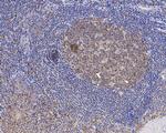 Caspase 3 p12 Antibody in Immunohistochemistry (Paraffin) (IHC (P))