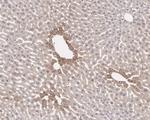 Caspase 3 p12 Antibody in Immunohistochemistry (Paraffin) (IHC (P))