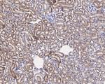 Caspase 3 p12 Antibody in Immunohistochemistry (Paraffin) (IHC (P))