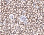 Caspase 3 p12 Antibody in Immunohistochemistry (Paraffin) (IHC (P))