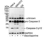 Caspase 3 p12 Antibody in Western Blot (WB)