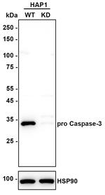 Caspase 3 p12 Antibody in Western Blot (WB)